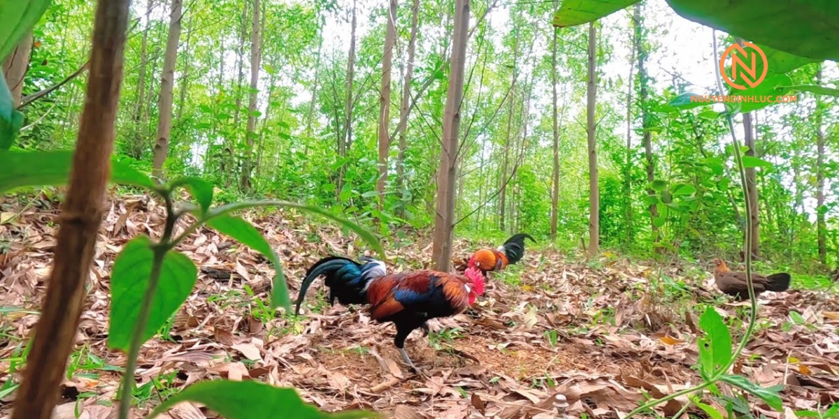 Gà rừng Saipan là giống gà gì?