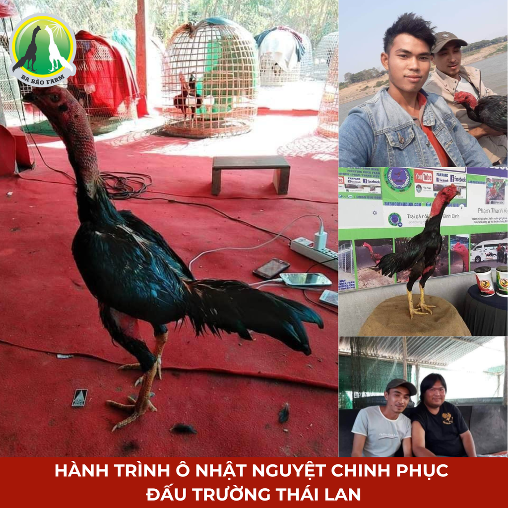 Ý nghĩa gà nòi trong chọi