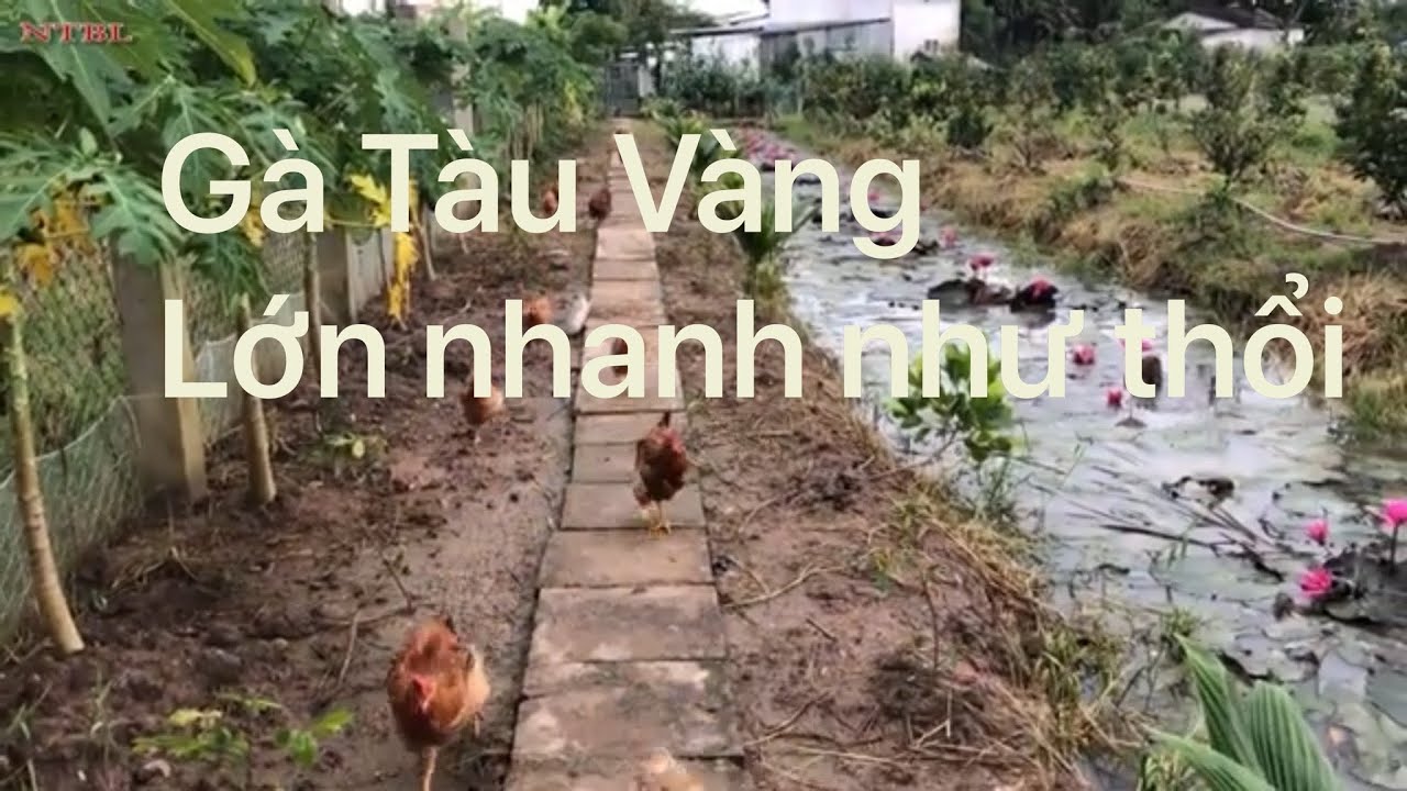 Chọn giống gà Tàu Vàng